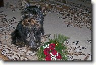 Jorkrsk terier, Yorkshire Terrier,