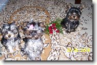 Jorkrsk terier, Yorkshire Terrier,