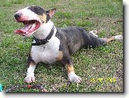 Bull Terrier