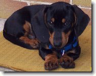 Dachshund