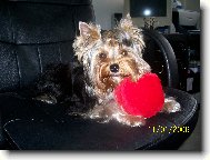 Jorkrsk terier, Yorkshire Terrier,