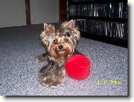 Jorkrsk terier, Yorkshire Terrier,