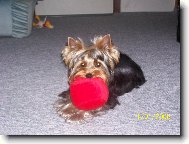 Jorkrsk terier, Yorkshire Terrier,