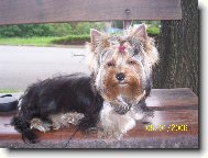 Jorkrsk terier, Yorkshire Terrier,