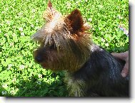 Jorkrsk terier, Yorkshire Terrier,