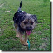 Border Terrier