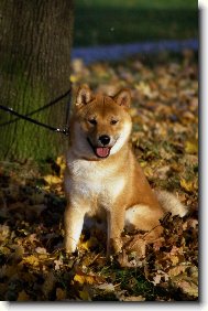 Shiba Inu