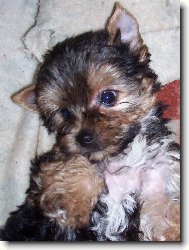 Jorkrsk terier, Yorkshire Terrier,