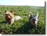 Jorkrsk terier, Yorkshire Terrier,