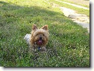 Jorkrsk terier, Yorkshire Terrier,