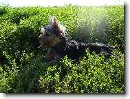 Jorkrsk terier, Yorkshire Terrier,