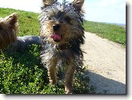 Jorkrsk terier, Yorkshire Terrier,