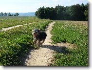 Jorkrsk terier, Yorkshire Terrier,