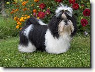 Shih-Tzu