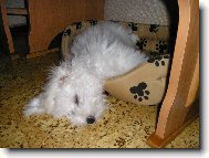 Bichon frise