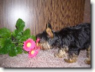 Jorkrsk terier, Yorkshire Terrier,