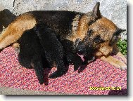 German Shepherd Dog