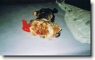 Jorkrsk terier, Yorkshire Terrier,