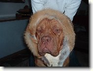 Dogue de Bordeaux