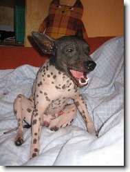 American Hairless Terrier