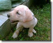 Labrador Retriever