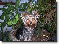 Jorkrsk terier, Yorkshire Terrier,