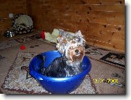 Jorkrsk terier, Yorkshire Terrier,