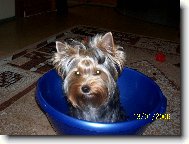 Jorkrsk terier, Yorkshire Terrier,