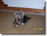 Jorkrsk terier, Yorkshire Terrier,