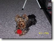 Jorkrsk terier, Yorkshire Terrier,