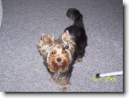 Jorkrsk terier, Yorkshire Terrier,