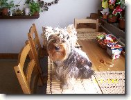 Jorkrsk terier, Yorkshire Terrier,