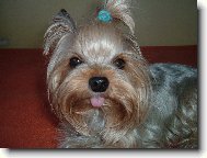 Jorkrsk terier, Yorkshire Terrier,