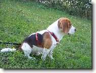 Beagle