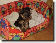 Jorkrsk terier, Yorkshire Terrier,