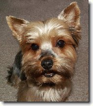 Jorkrsk terier, Yorkshire Terrier,