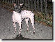 American Hairless Terrier