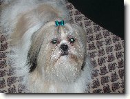 Shih-Tzu