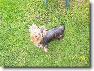 Jorkrsk terier, Yorkshire Terrier,