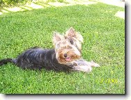 Jorkrsk terier, Yorkshire Terrier,