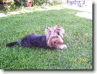 Jorkrsk terier, Yorkshire Terrier,