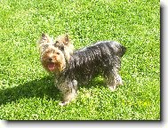 Jorkrsk terier, Yorkshire Terrier,