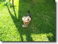 Jorkrsk terier, Yorkshire Terrier,