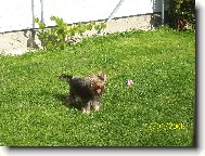 Jorkrsk terier, Yorkshire Terrier,