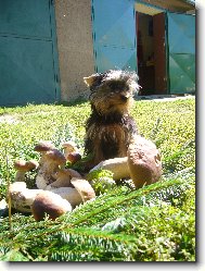 Jorkrsk terier, Yorkshire Terrier,