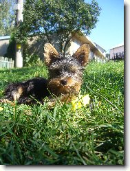 Jorkrsk terier, Yorkshire Terrier,