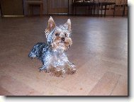 Jorkrsk terier, Yorkshire Terrier,