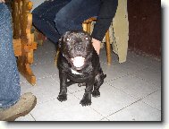 Staffordshire Bullterrier