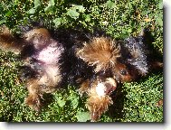 Jorkrsk terier, Yorkshire Terrier,