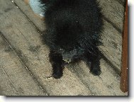 German spitz miniature spitz \\\\\(Dog standard\\\\\)